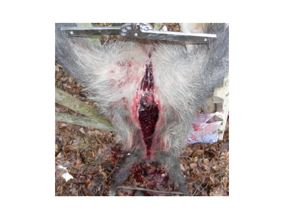 Wildgalgen und Bergehilfe